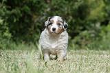 BERGER AUSTRALIEN PUPPIES 315